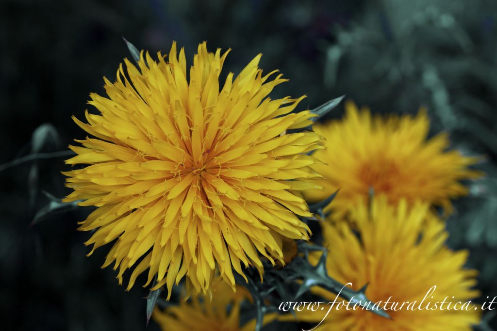 Scolymus grandiflorus / Cardogna maggiore